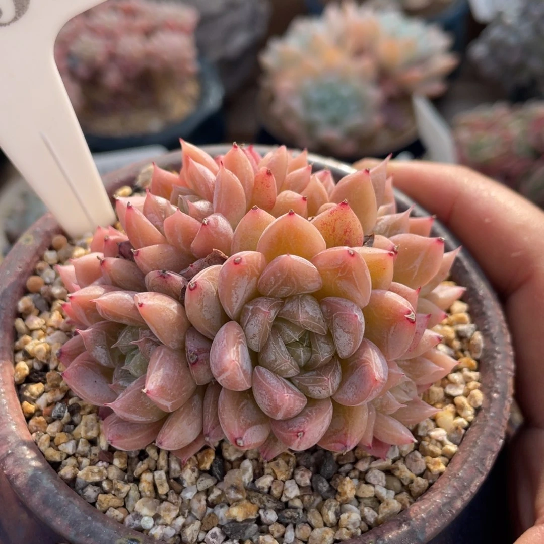 0256爱莎不带盆7厘米