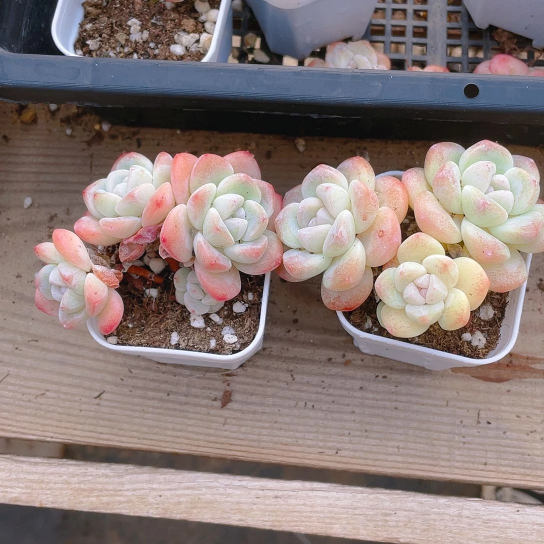 4 头杆子冰玉不包整盆一个满25包邮