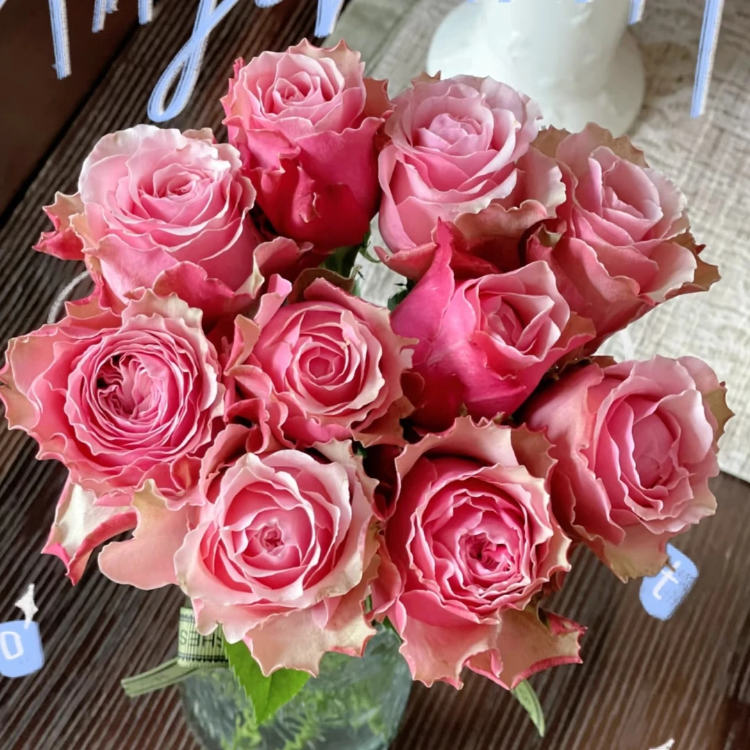 伯利兹单头玫瑰【两单及以上升级顺丰】云南鲜花 家庭插花