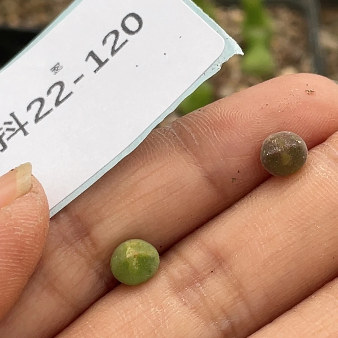 *****22-120肉锥多肉植物肉锥