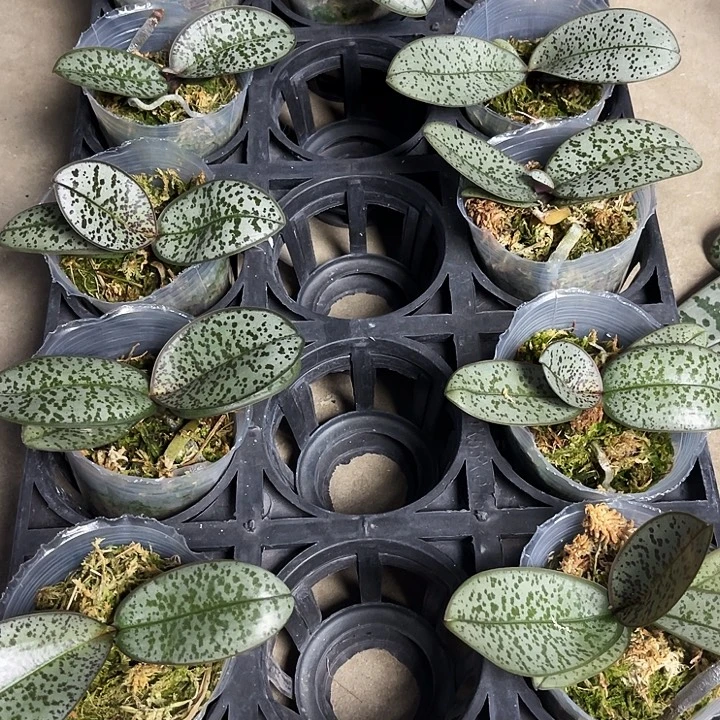大部分花苞少量开放