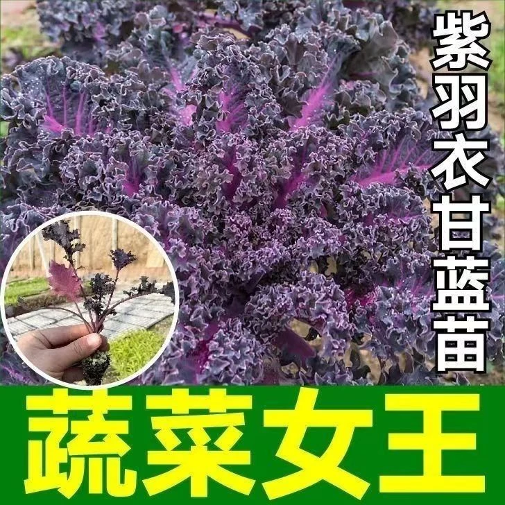 蔬菜女王紫色羽衣甘蓝苗秧带土球可食用绿羽衣甘蓝种子四季盆栽