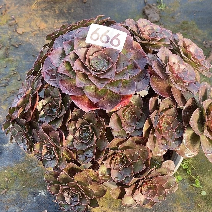 厚叶美金玫瑰666多肉不包断