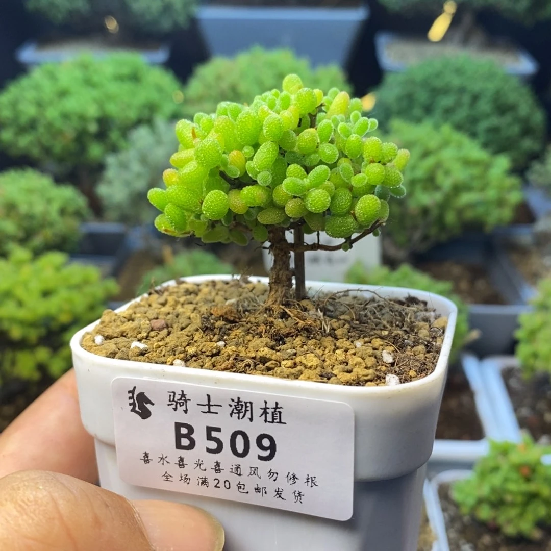 509蜜橘糖球枝干