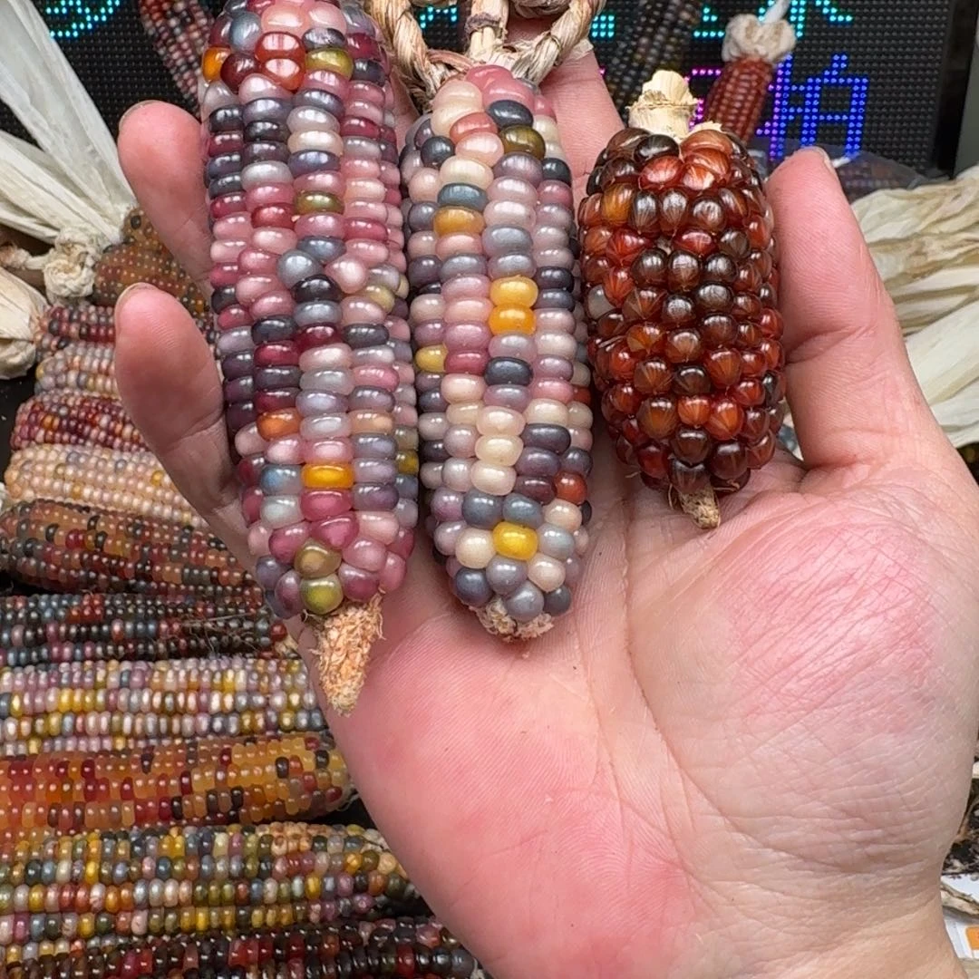 柏香籽/百香籽吊坠破****酱