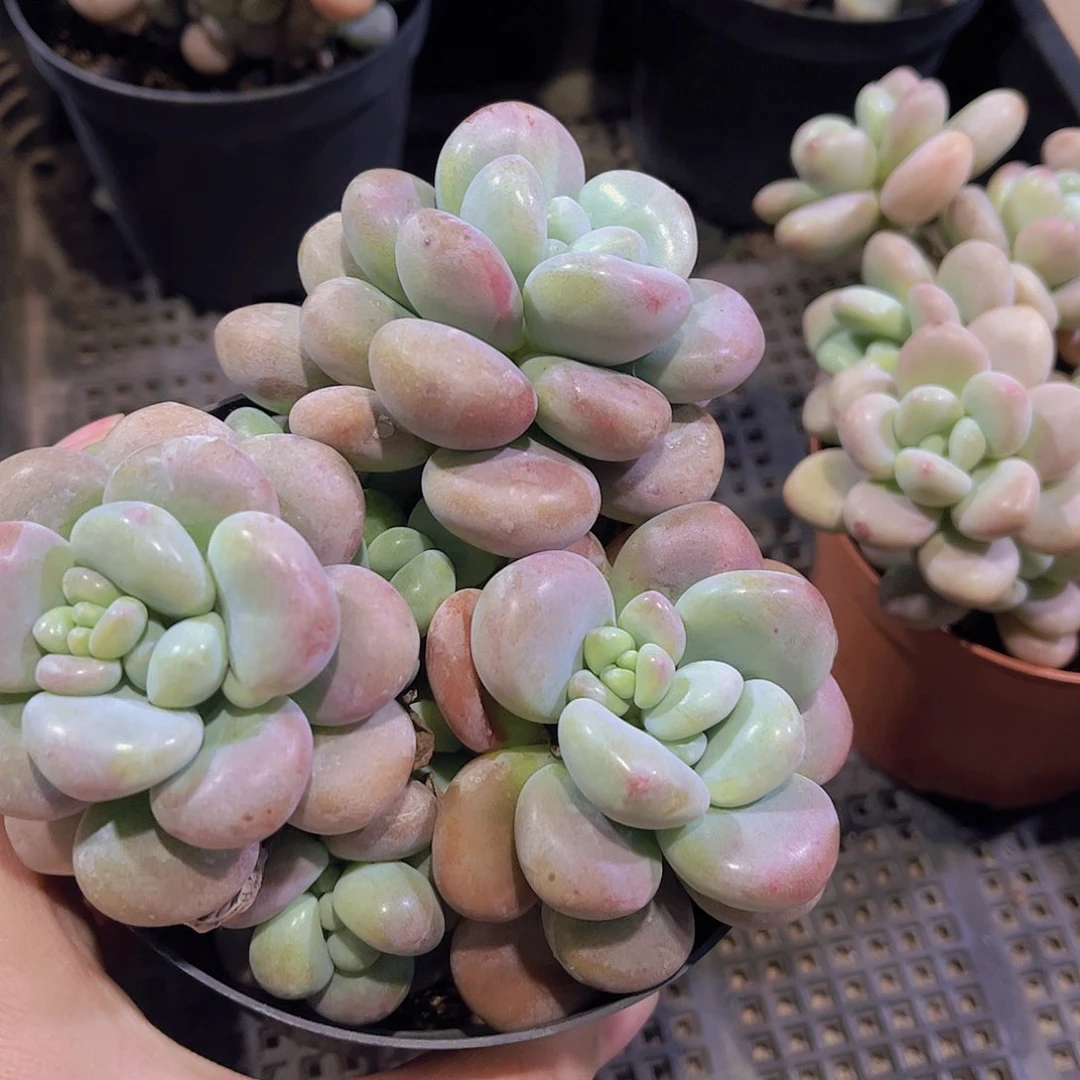 ~*～多肉洛神杂多肉植物