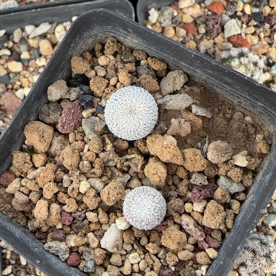 2颗实生伊朗丸多肉