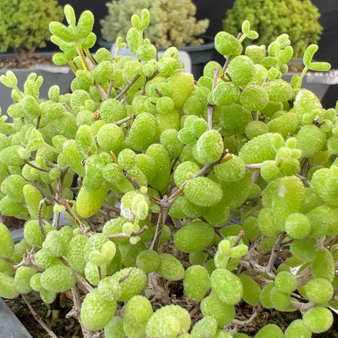 【闪购商品】dy2096糖球白糊斑锦 防拍价