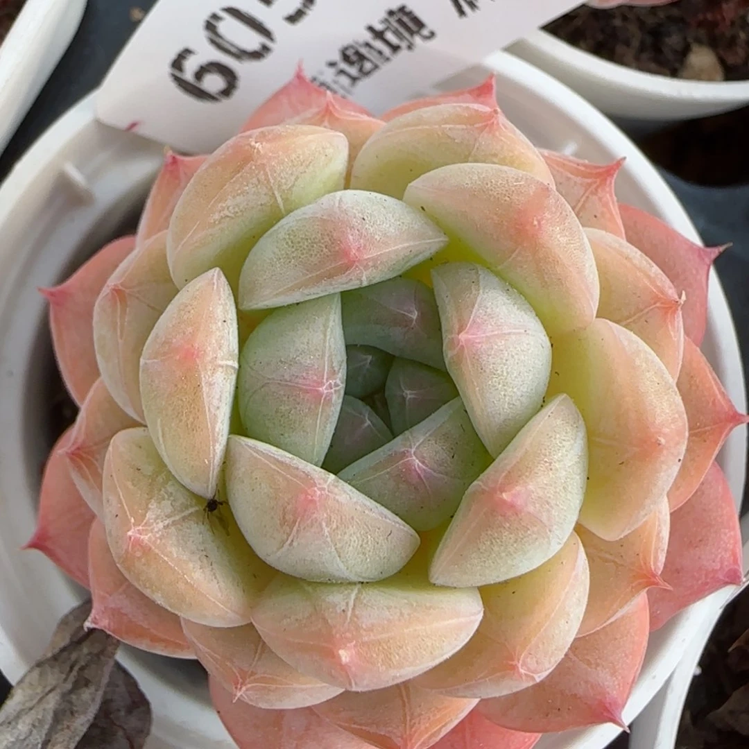 花语逸镜0213-605