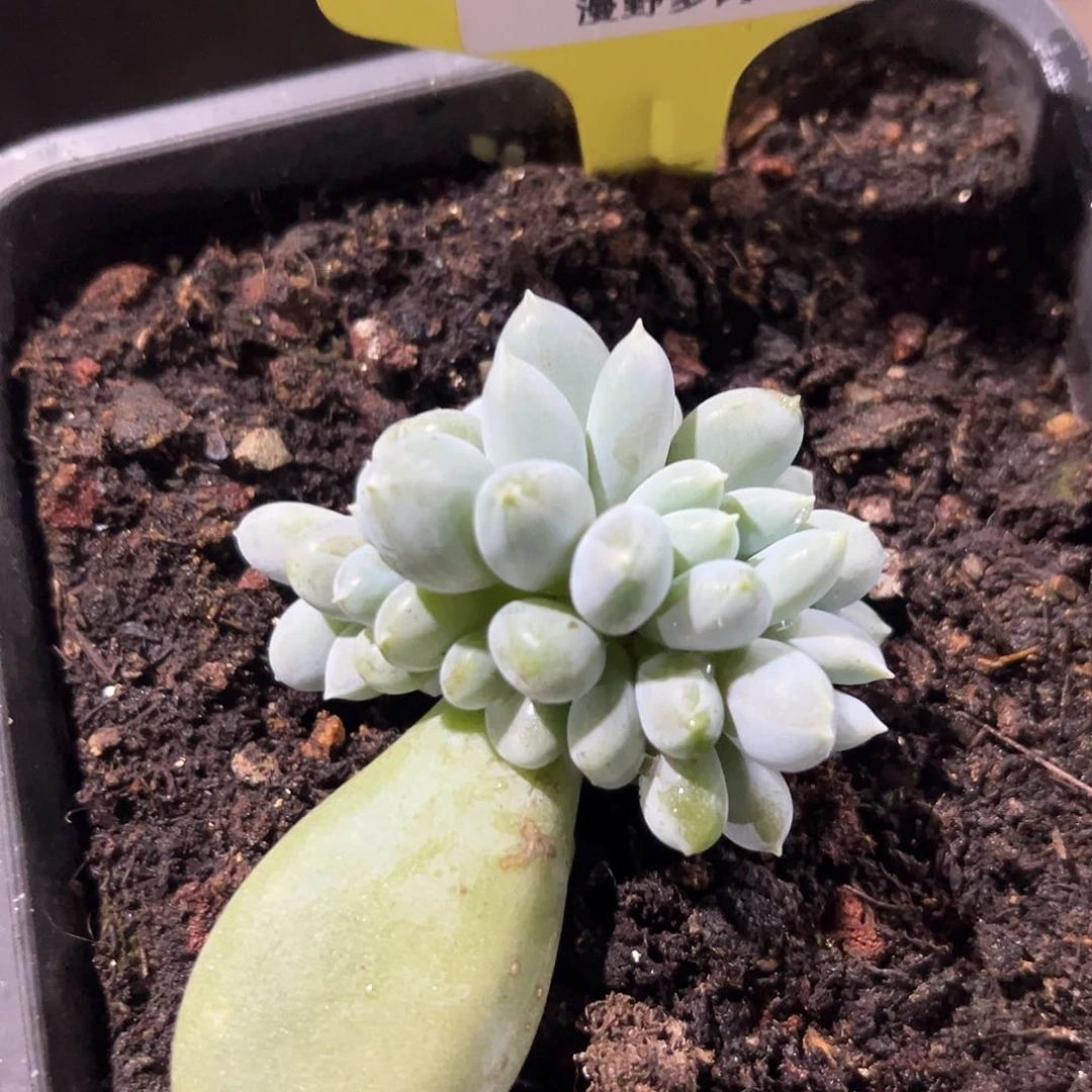 612008 海豚体哥特萝莉缀，福利