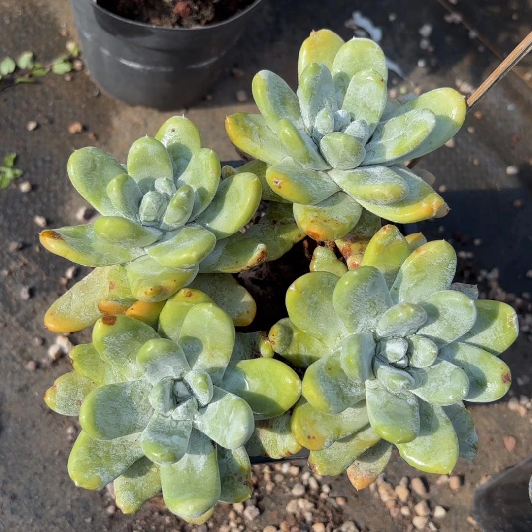 拇指，仙女杯多肉。