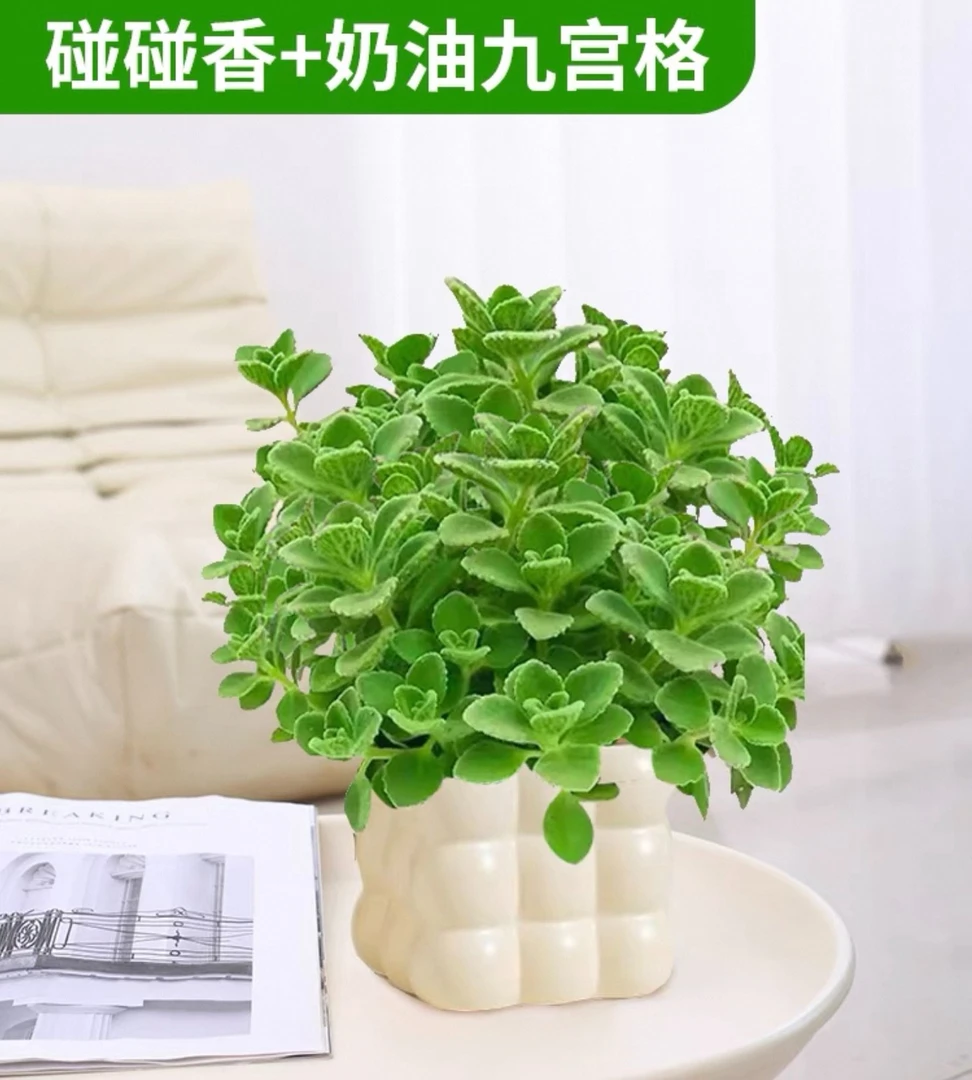 四季新款一抹香植物碰碰香盆栽好养活爆款通用型适合花园阳台薄荷