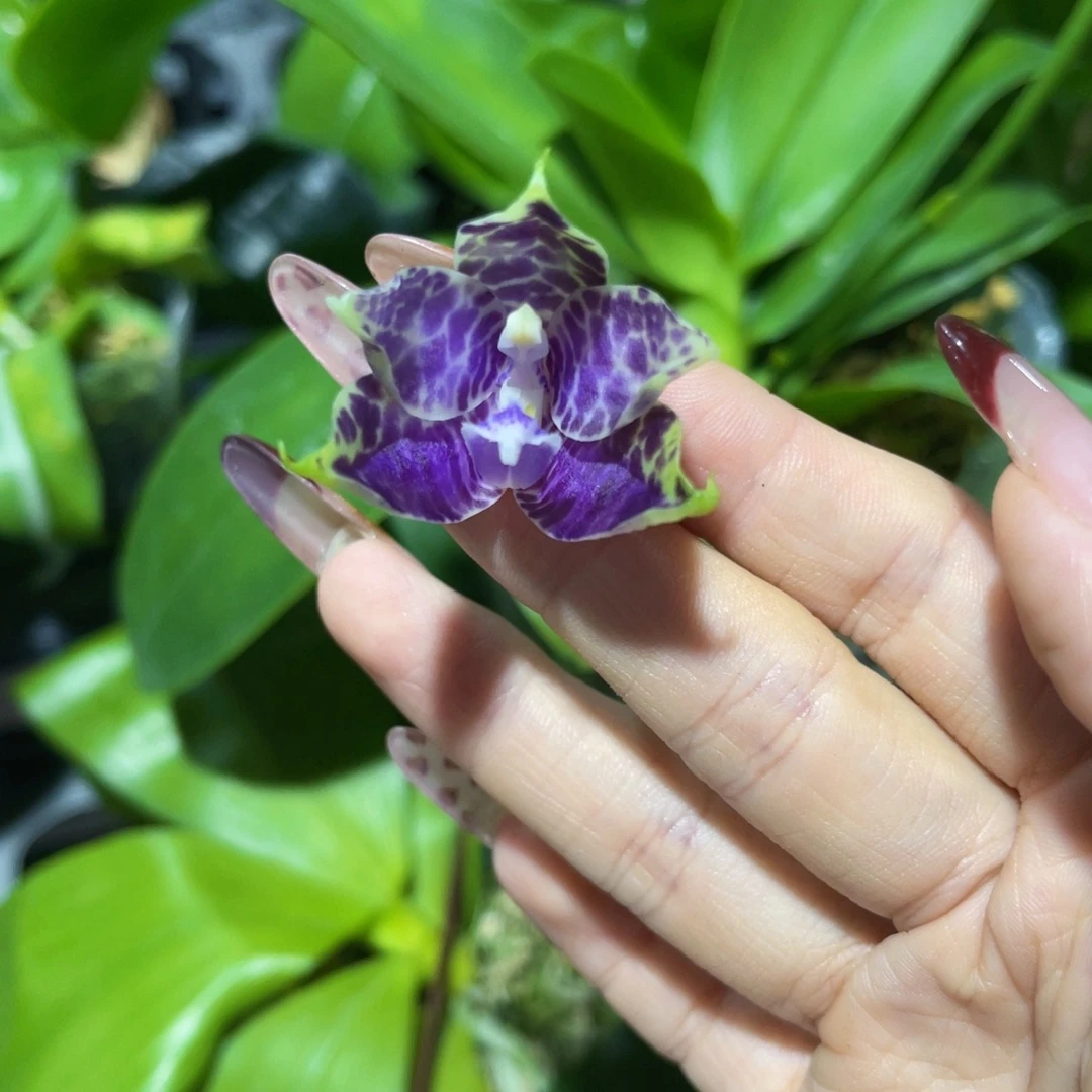 无花朵蝴蝶兰原生