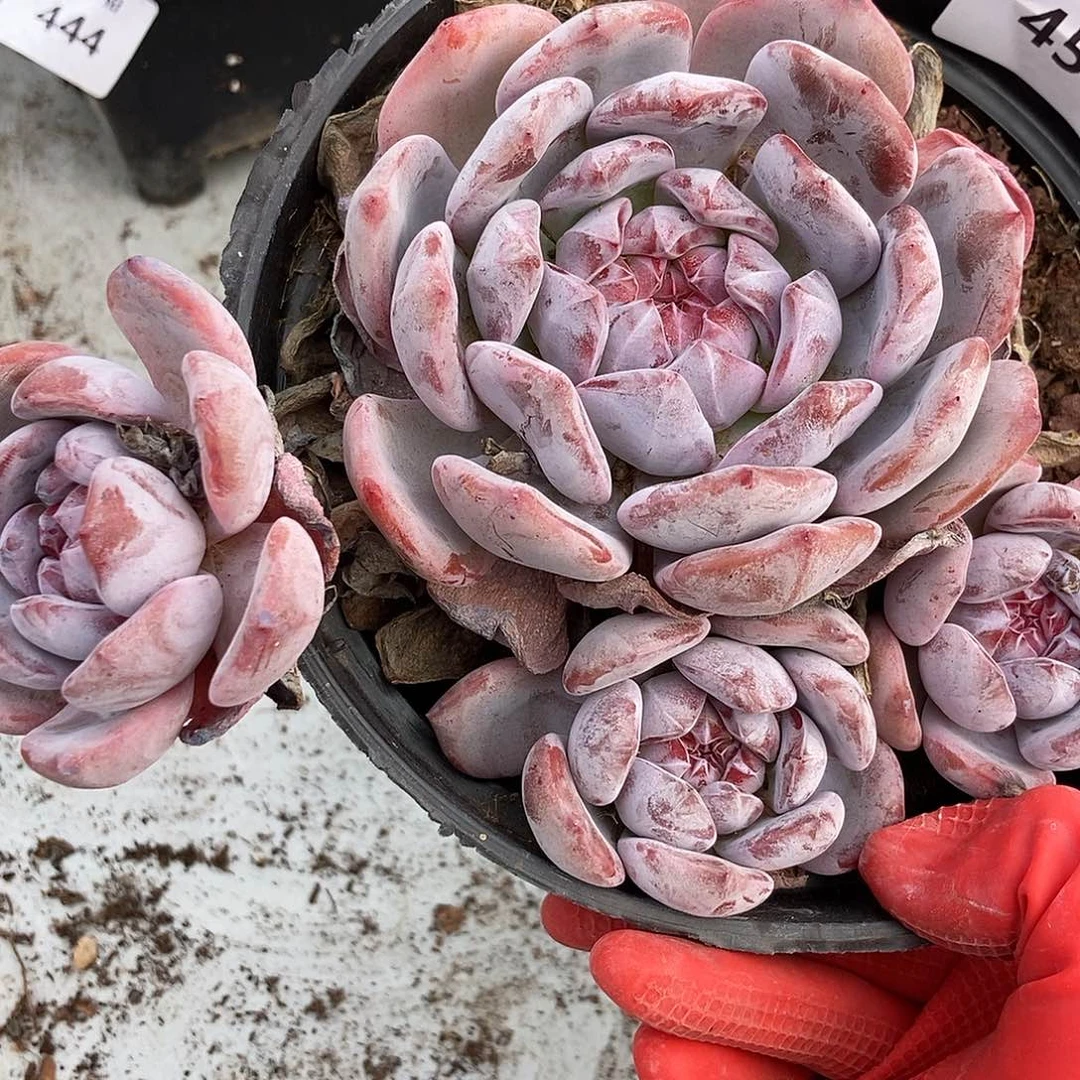 450 石榴籽星影一物一拍