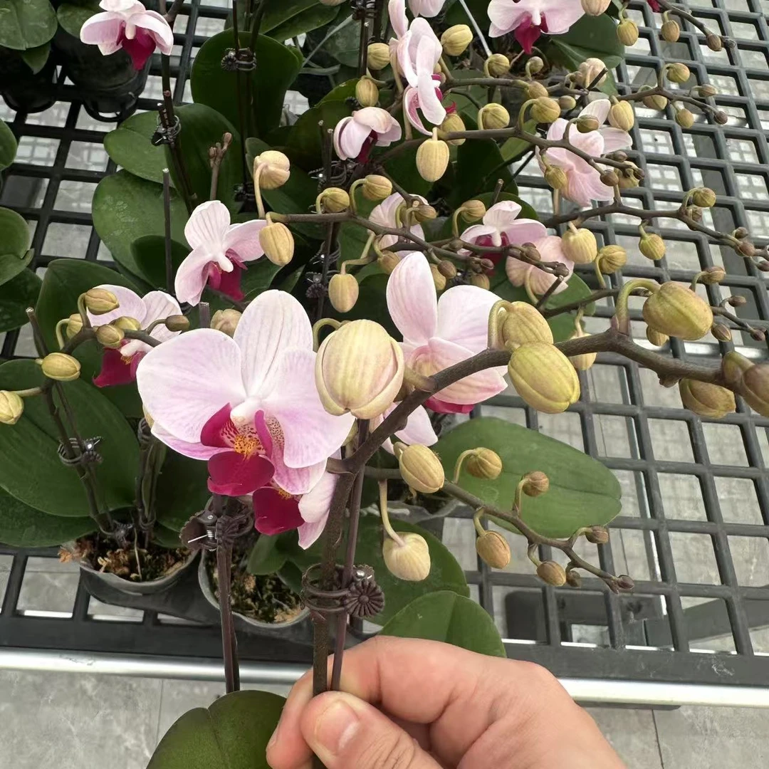 【貂蝉 3.0寸】蝴蝶兰高档鲜花盆栽