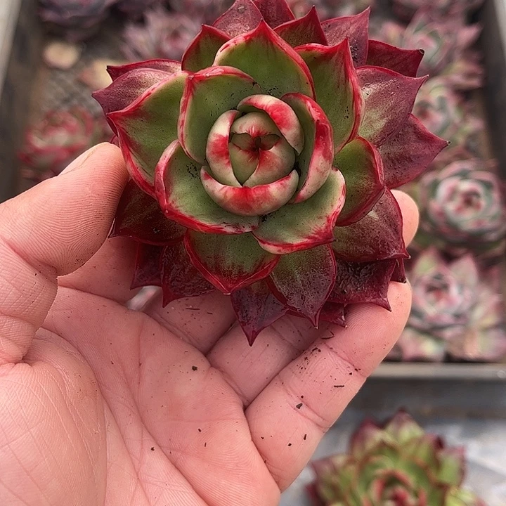 ****妈惊鸿仙子多肉植物2001