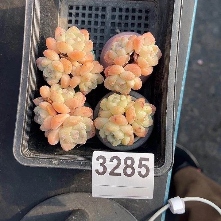 3285，四个三头冰玉带盆发