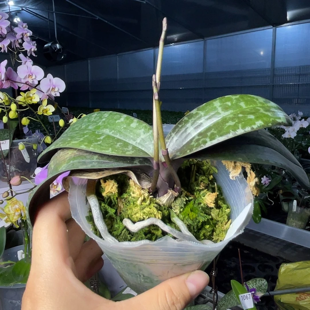 大量花朵（建议范围：8朵-15朵 或40%以上）编号1079红楼梦实生苗