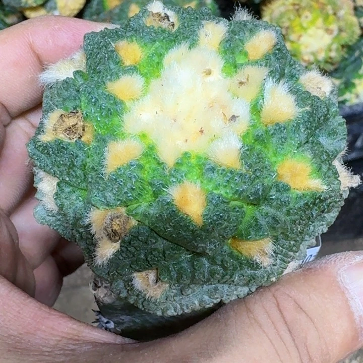 无花朵来***嘛福利苗接龟甲587