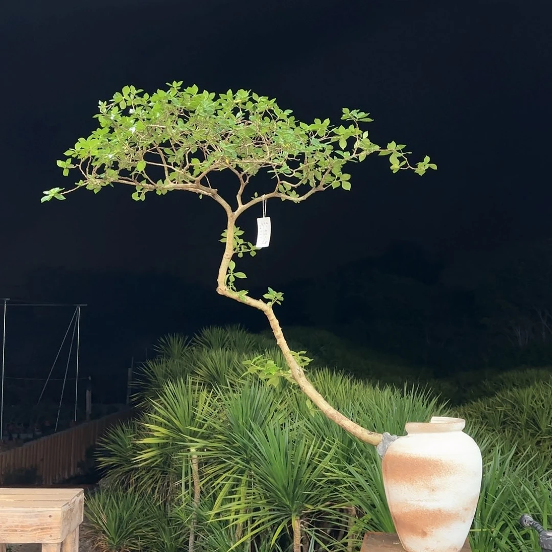 盆景精品海岛栀子花