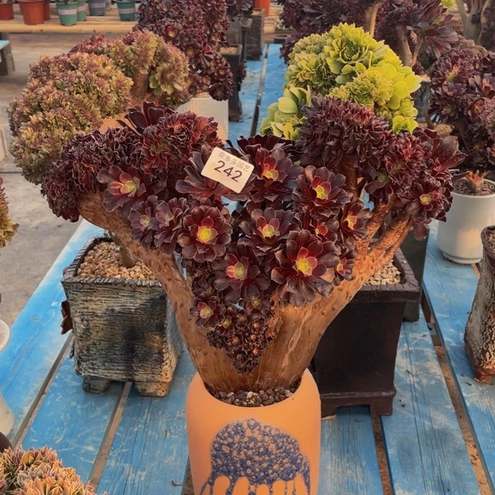 玲****)242号欧子法师朵朵