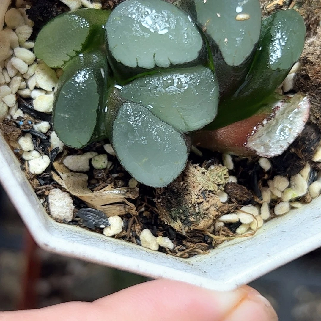 紫镜巨大化十二卷多肉