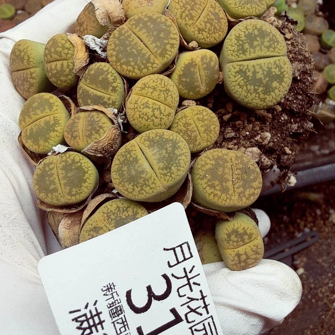 哈哈哈你说这两件312