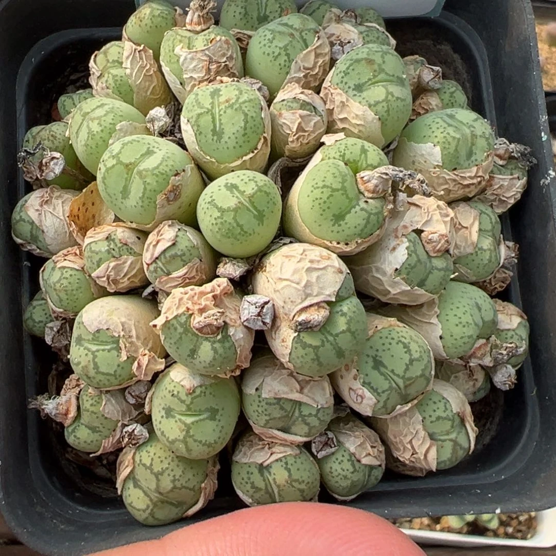 郭***?12-101猴脸多肉植物，