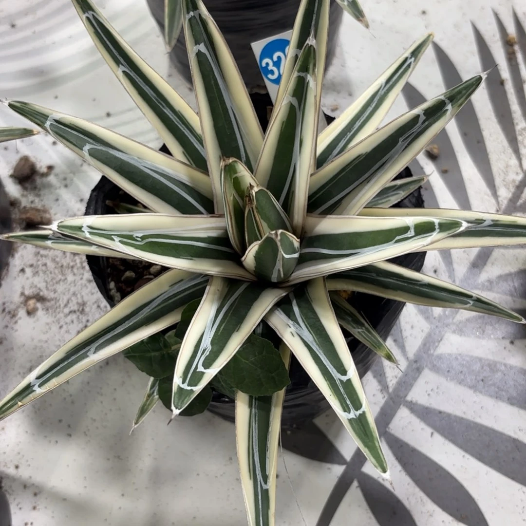 326龙舌兰冰山脱土发货