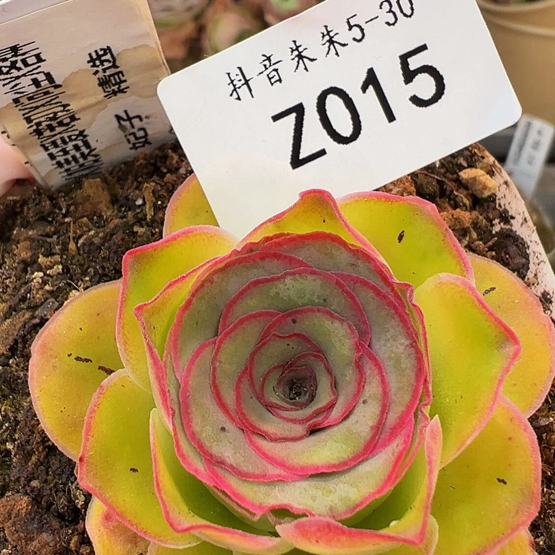 无花朵朱015。帕美至爱X若初X问尘。