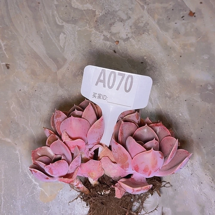 ?**?紫珍珠一物一拍A070