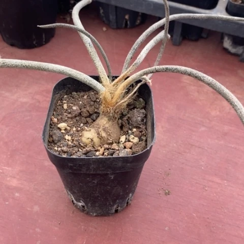 美杜莎老桩6仙人球