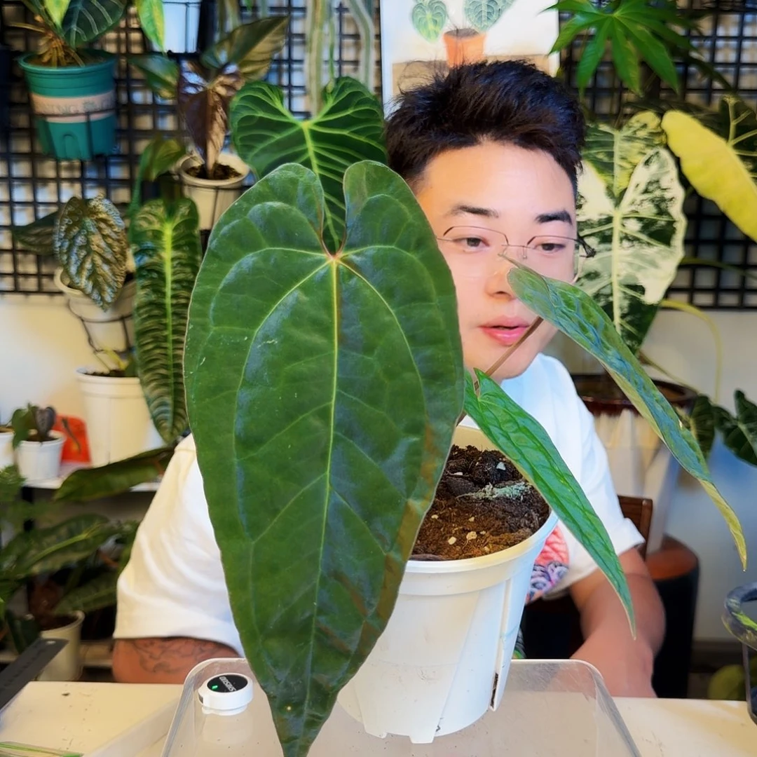 完全开放H137黑桃杂papilg