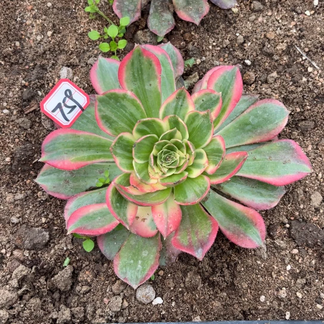 759多肉植物拉菲皇后