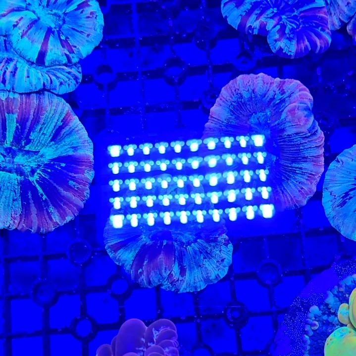 纽扣珊瑚油彩八字脑