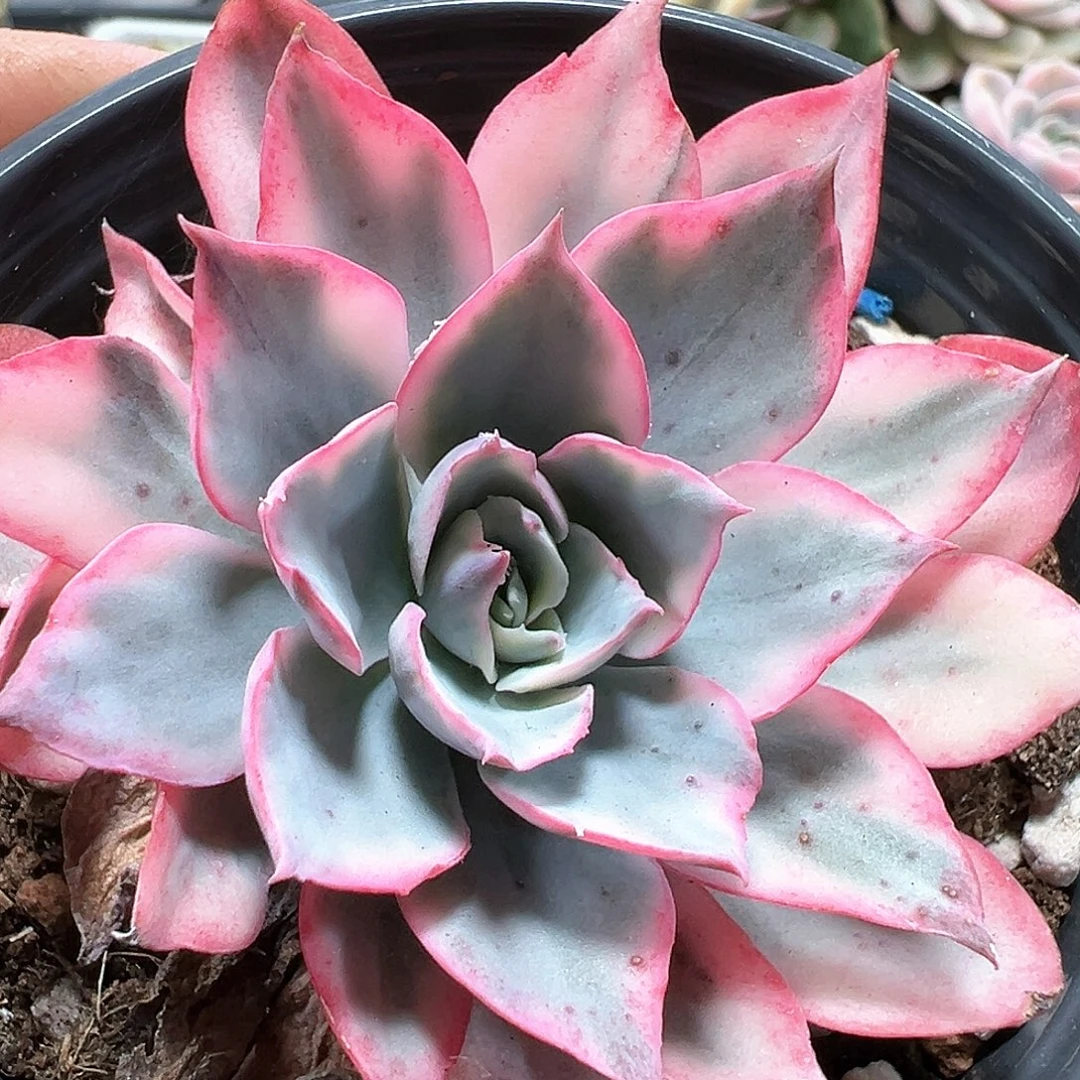 阿美星锦 小方花圃一物一拍