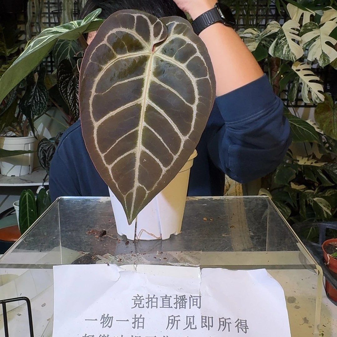 不开花植物C89粉脉水晶杂黑铜