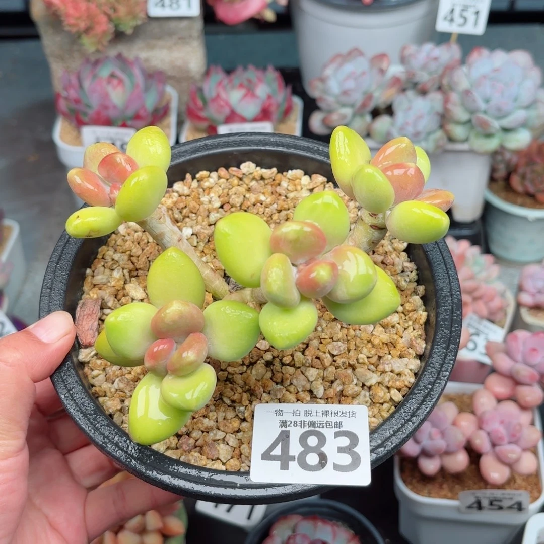芒果KK奶无盆土发货