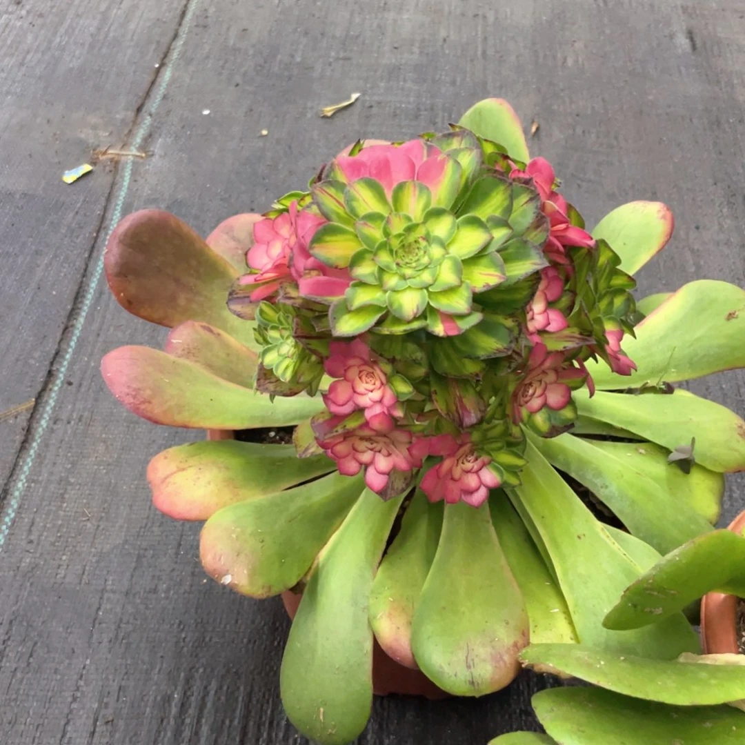 半*桃知否完美手捧