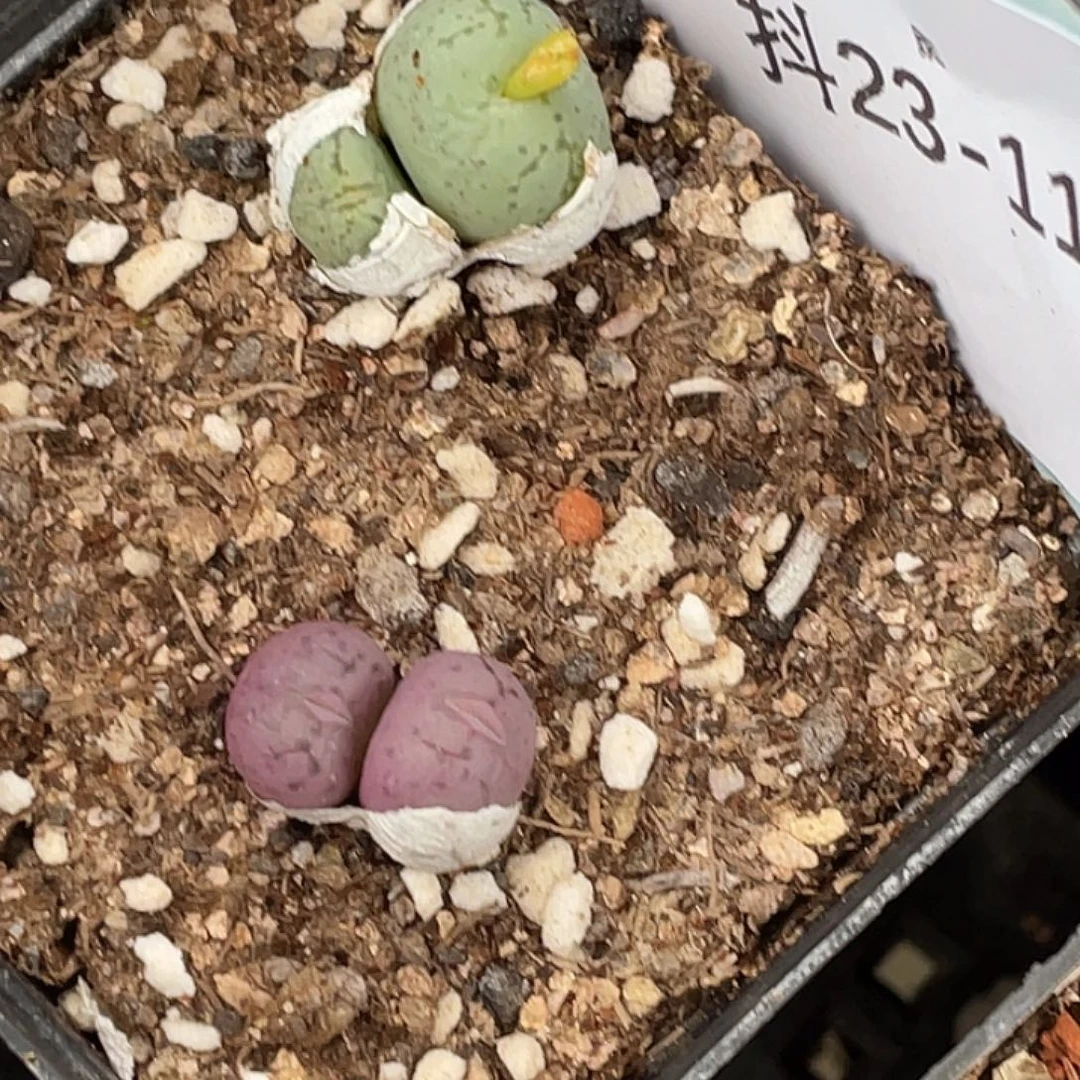 23-116荧光猴多肉植物
