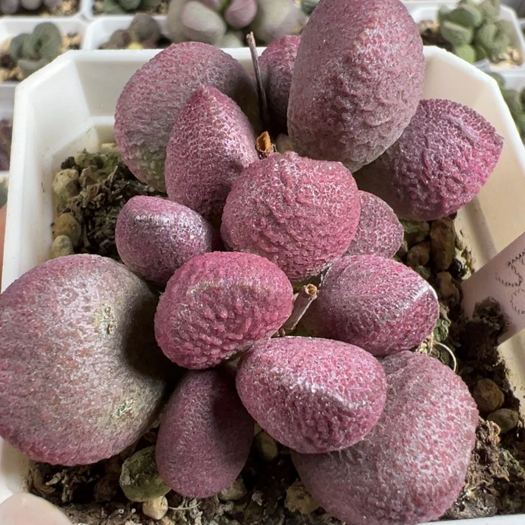 121号红烧肉多头纯木质桩多肉植物