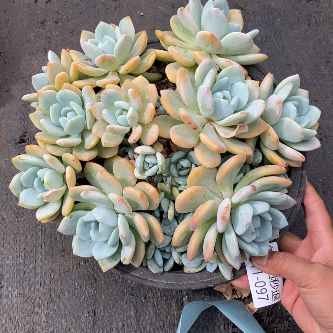 两单包邮1011-97冷香