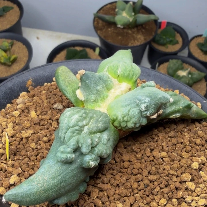 巨漏龙形外星血怒