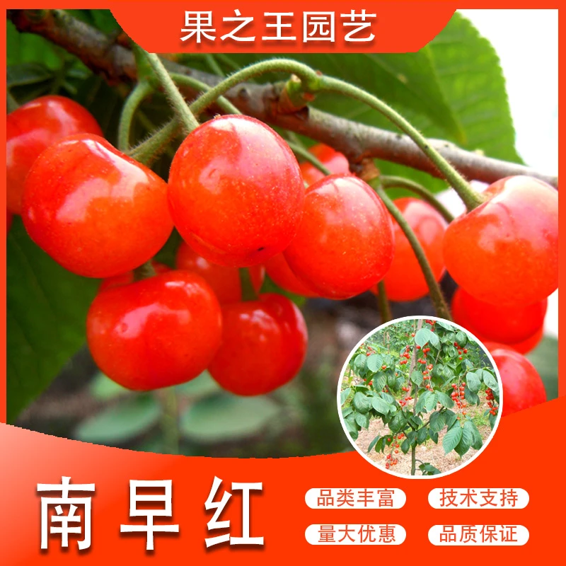 果之王【南早红】盆栽地栽正宗嫁接早熟产量高阳台南北种植樱桃苗