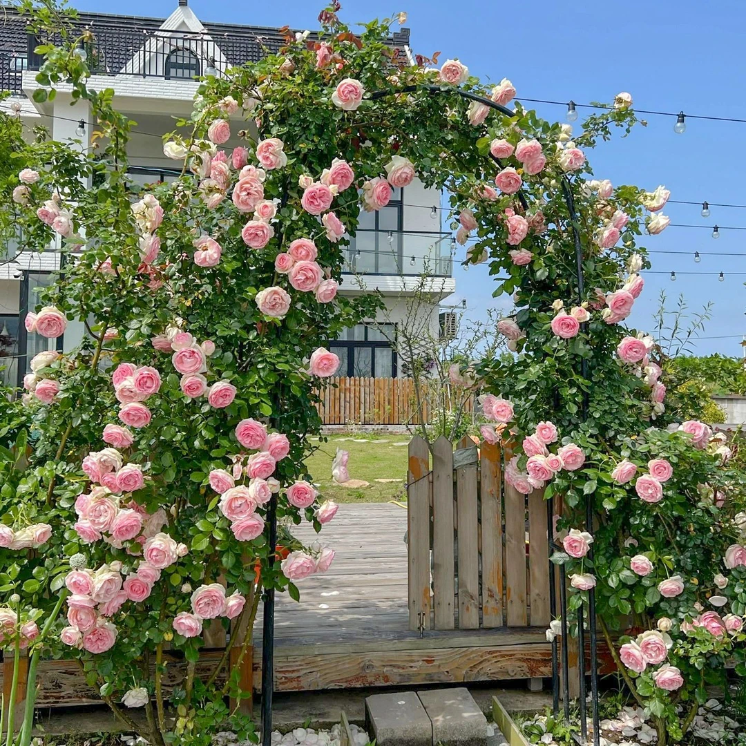 藤本月季花苗浓香耐寒玫瑰花阳台月季盆栽四季开花院庭特大爬滕花
