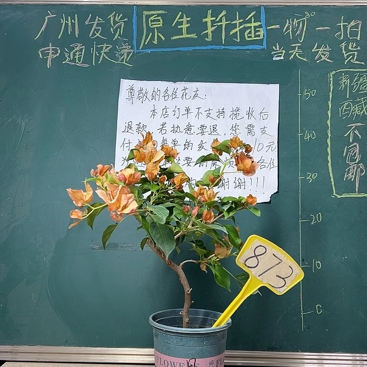 完全开放  弯杆  落日  873