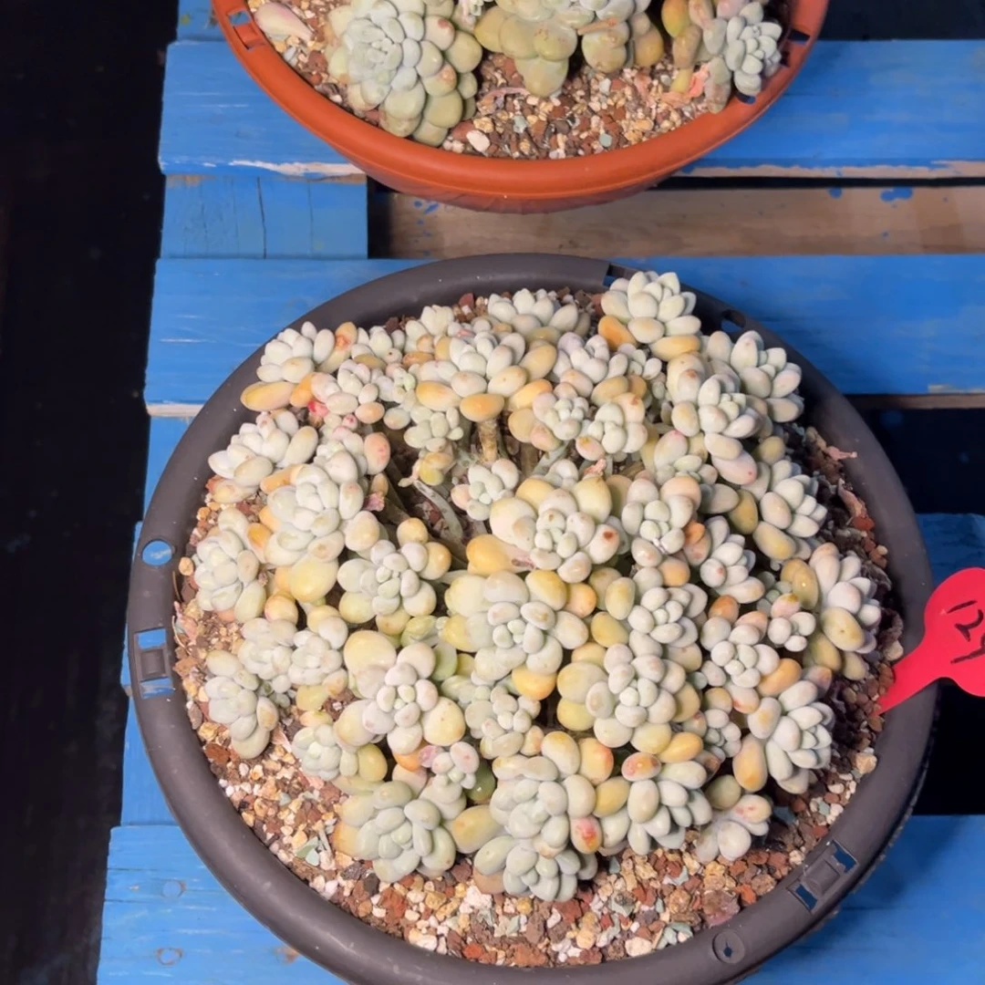 小雨多肉群生鱼子酱