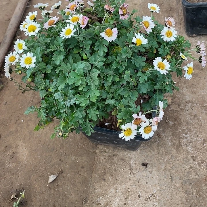 靓***丹完全开放38菊花菊花菊花菊花