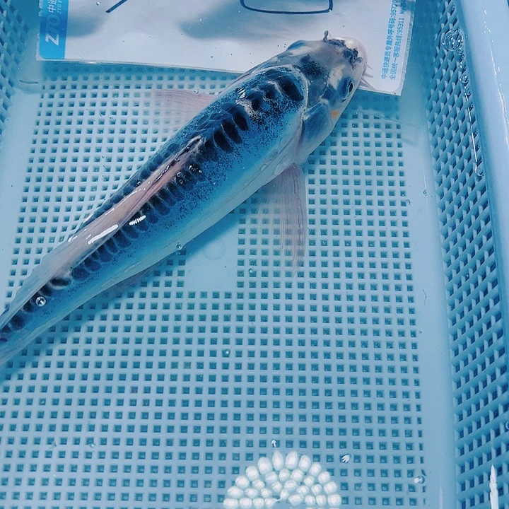 海水鱼锦鲤观赏鱼115