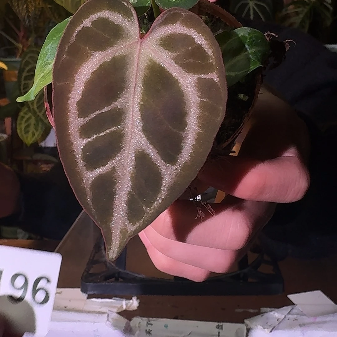 不开花植物B196skg银红